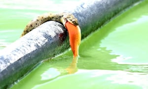 מרהיב:  נחש מים משובץ תועד צד דג זהב