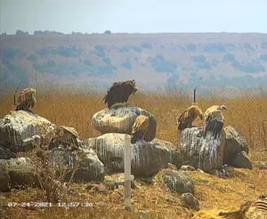 כשנשר פגש עזניה בגמלא לארוחת בוקר • צפו