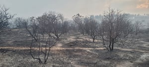 תיעוד: נזקי השריפה בשמורת הר טייסים