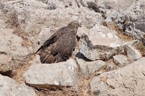 כך עירנות רועה בדואי הצילה איית צרעים