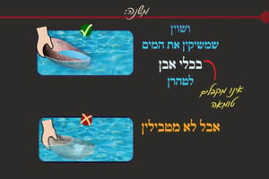 ביצה י"ח • סיכום והמחשה של הדף היומי