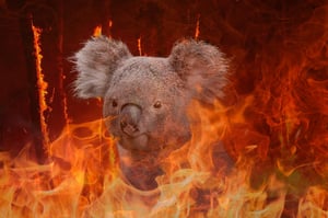 השריפות באוסטרליה הביאו למותם של חיות רבות