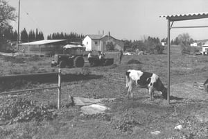 חקלאות בישראל, בשנת 1962