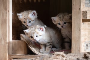 חמישה גורים נולדו לחתולי החולות; תיעוד