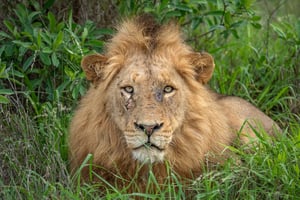 האריות אכלו את כל הגוף - חוץ מהפנים והידיים
