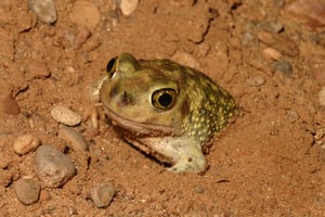 צפרדע במדבר | תמונת ארכיון