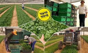 וואו, זה מדהים: איך קוטפים פטרוזיליה? • צפו