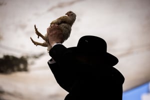 "קוקוריקו תרנגול": הכפרי זעק - והבעש"ט סיים את תפילתו