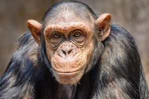 חרדה בגן החיות: 5 שימפנזות ענק ברחו, צלפים הוזעקו