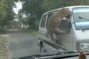 תיעוד מפחיד: נמר קפץ על רכב ותקף בני אדם ברחובות • צפו