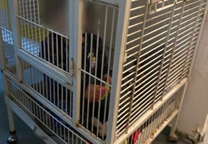 התינוק כלוא בתוך הכלוב