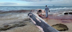 צפו: כך נקבר לווייתן הענק שנמצא על חוף זיקים