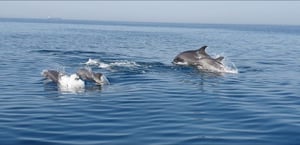 תצפית משמחת של להקת דולפיננים סמוך לחוף אשקלון