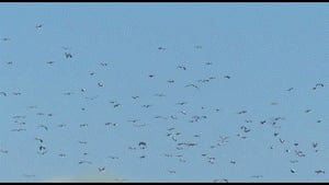 כ-1,000 חסידות ביקרו באגמון החולה | תיעוד