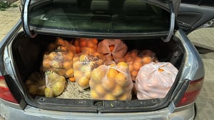 גנב 110 קילו של פירות ונתפס "על חם" כשהשלל בתוך הרכב
