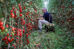 מתנדבים ישראלים עוזרים בקציר עגבניות שרי במושב עין הבשור בדרום
