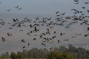 התחזית: התחממות הדרגתית ועליות קלות במידות החום
