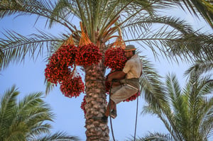 גדיד תמרים 