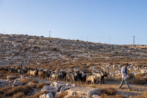 רועה צאן ביו"ש | אילוסטרציה