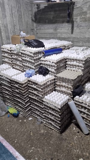 ערב פסח: עשרות אלפי ביצים מוברחות שאוחסנו בלי קירור ויועדו לשיווק נתפסו