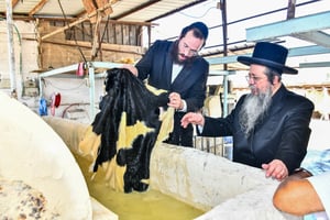 האדמו"ר משבט הלוי בסיור במפעל עיבוד עורות לתשמישי קדושה