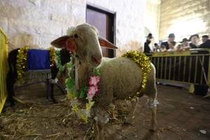 מעמד פדיון 'פטר חמור' אצל רבי רפאל אבוחצירא 