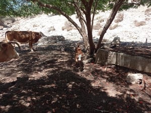 חם ויבש מהרגיל לעונה 