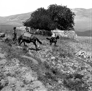 הקברים המיוחסים לאלעזר ולפינחס, תמונה מראשית המאה ה-20