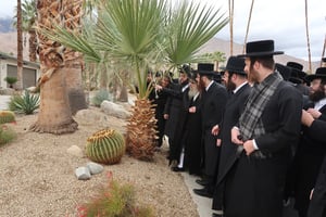 האדמו"ר מסאטמר ע"י עצי דקל בפאלם ספרינגס