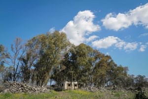 קיבוץ עין זיוון בתחילת השבוע