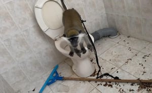 במצב ירוד ובתנאים קשים: אותר קוף שהוחזק בתא שירותים | צפו בתיעוד 