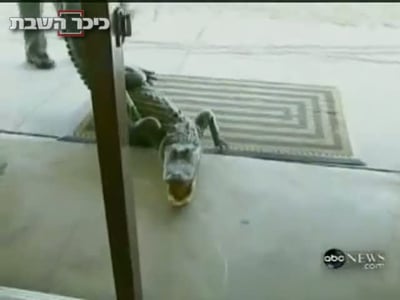 וידאו מדהים: תנין חדר אל בית-הספר