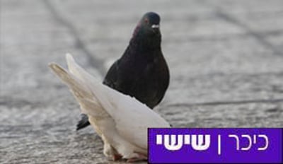 פרשת כי תשא: לכולם יש מה לתרום לעולם