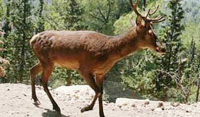 מראה שגרתי בגוש עציון