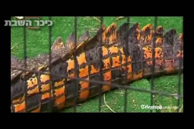 תעלומה בגן החיות: התנין הפך לג'ינג'י