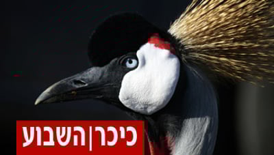 פרשת יתרו: ציפור השיר המופלאה ועצת הזהב