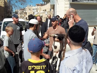 הטלה העצור בידי השוטרים