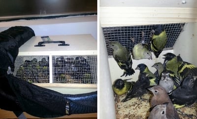 הציפורים שנתפסו