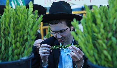 מהודר א': תיעוד תוסס משוק ארבעת המינים
