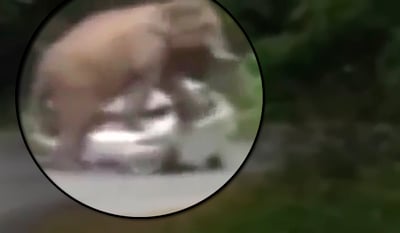 הכי מלחיץ: פיל דרס משפחה שהגיעה לבקר בגן החיות