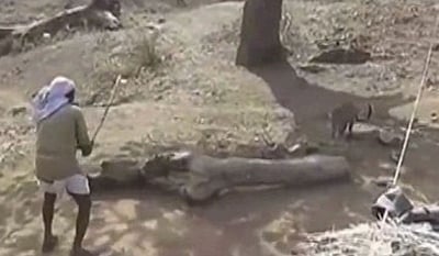 הודו: שומר הכפר נלחם בנמר בעזרת מקל בלבד