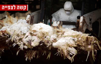 מצלמה נסתרת חושפת: התעללות קשה בעופות ב"זוגלובק"