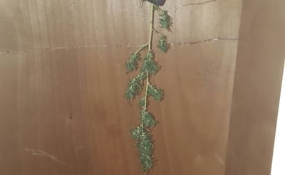 שוטרי מודיעין עילית חשפו מעבדה לגידול סמים
