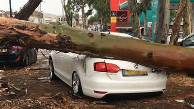 עץ שקרס בכפר סבא