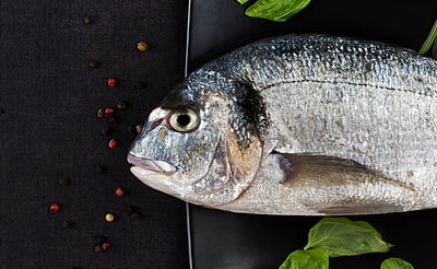 מאות אלפי צפיות: דג חזר לחיים ושתה אלכוהול?