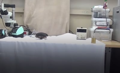 צפו: הרובוט שמימש את הפחד האנושי מחרקים