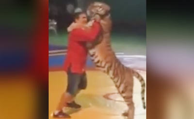 וואו: האדם הזה ניצח בקרב סמבו מול... טיגריס