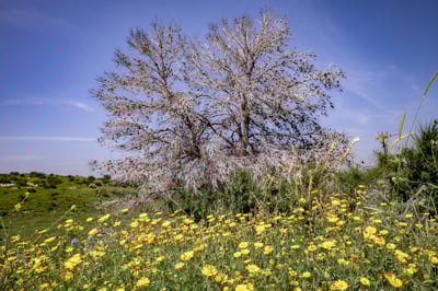 חמים בצפון