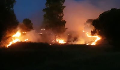 שריפה ביער שוקדה
