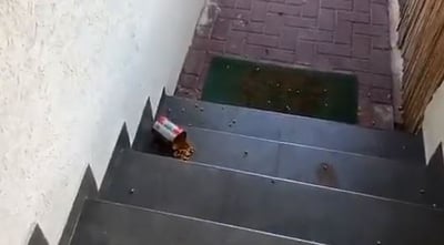 אלמונים השליכו שעועית על ביתו של ח"כ איתן כבל • צפו